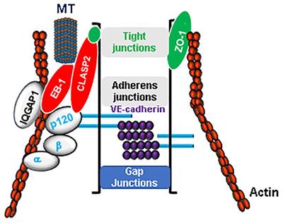 Microtubules as Major Regulators of Endothelial Function: Implication for Lung Injury